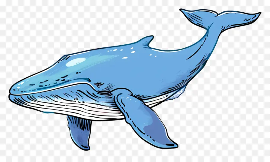 Ballena Azul，Ballena PNG