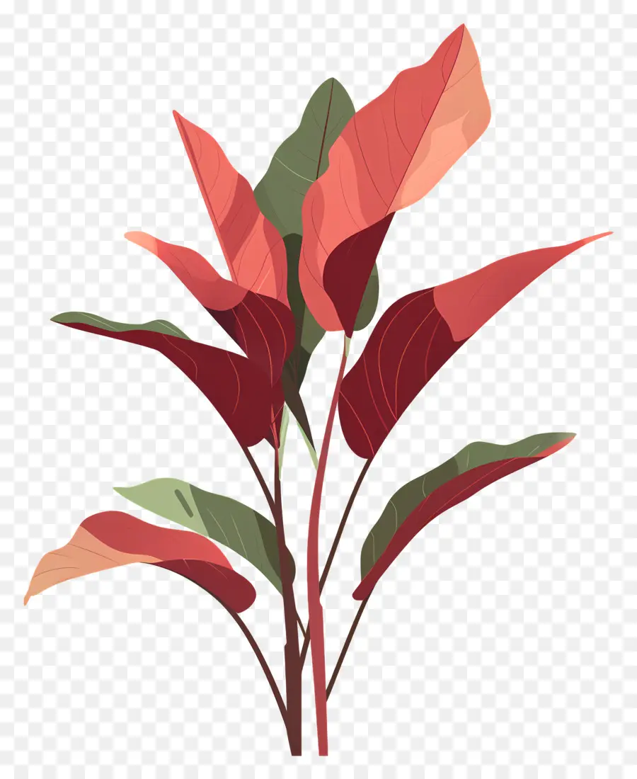 Alazán，Planta PNG