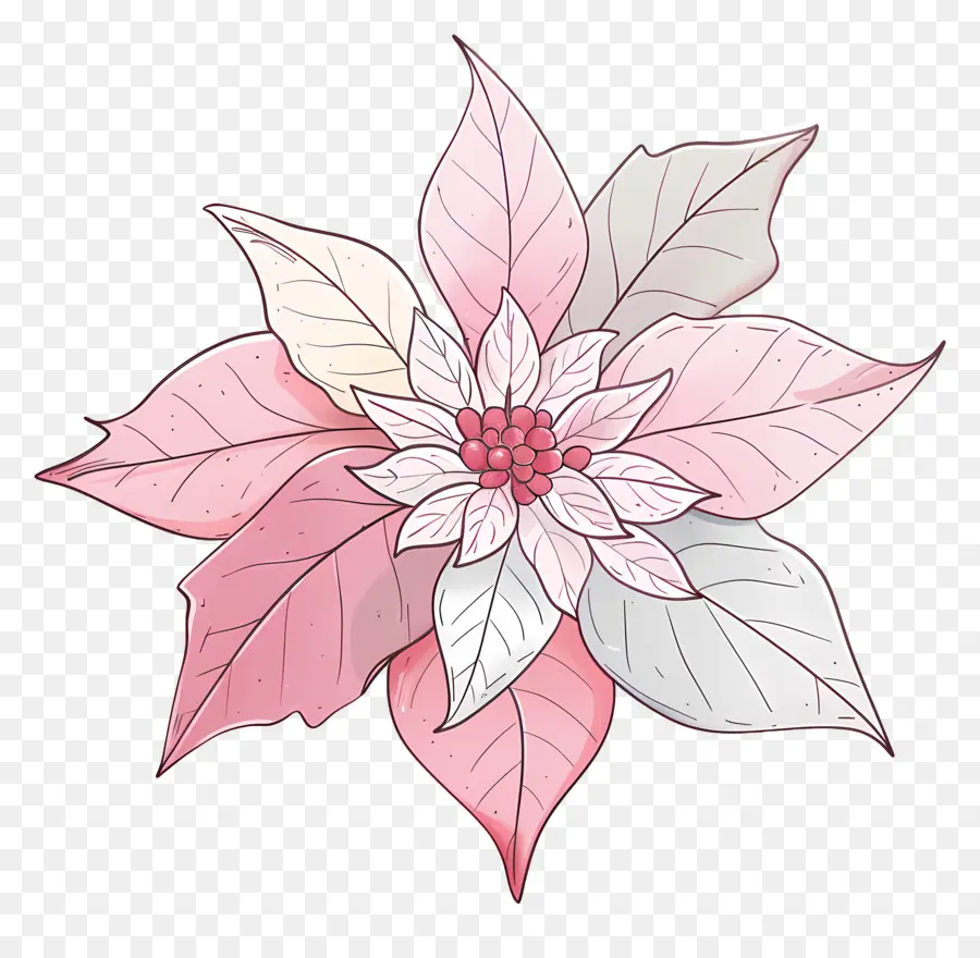 La Flor De Pascua，Pink Poinsettia PNG