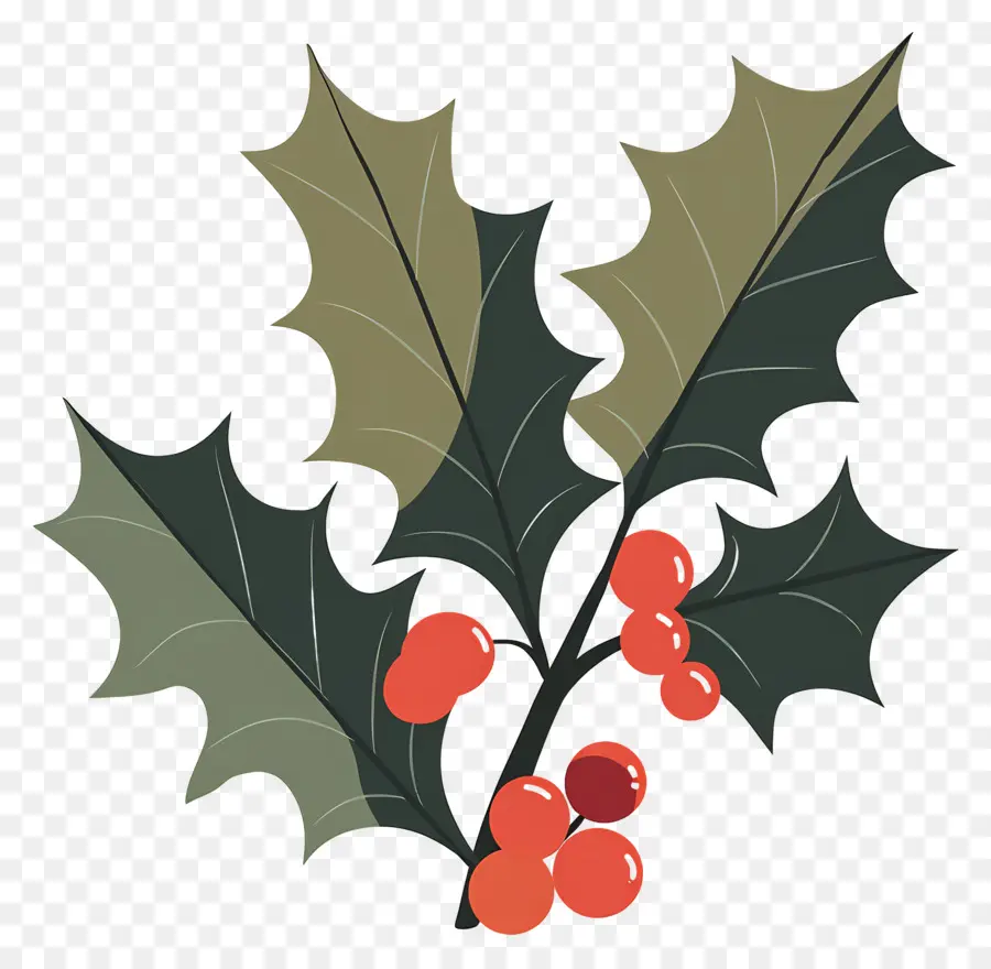 Acebo，Berry PNG