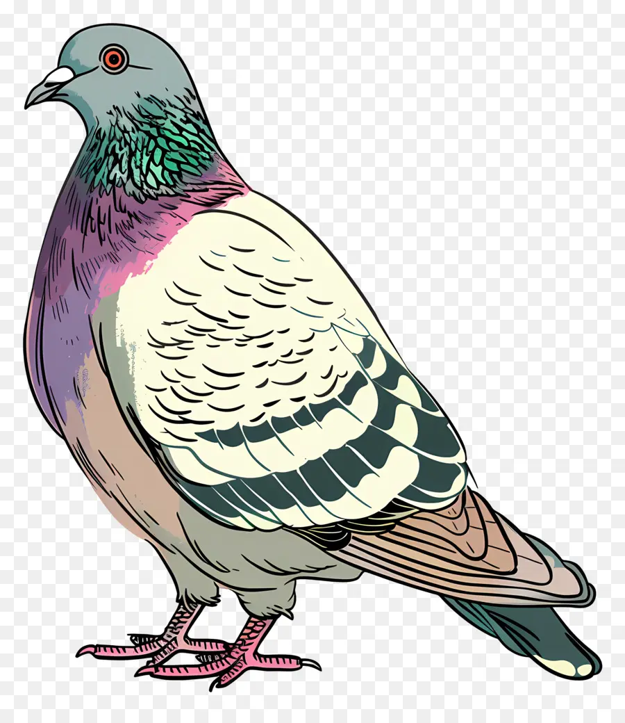 Paloma，Aves PNG