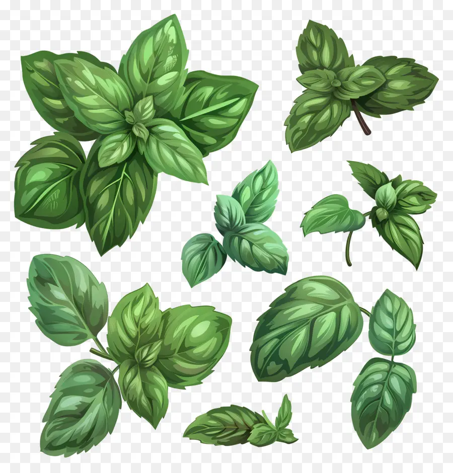 Hierbas De Menta，Las Plantas Verdes PNG