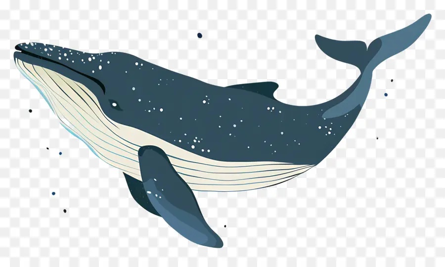 Ballena Azul，Ballena PNG