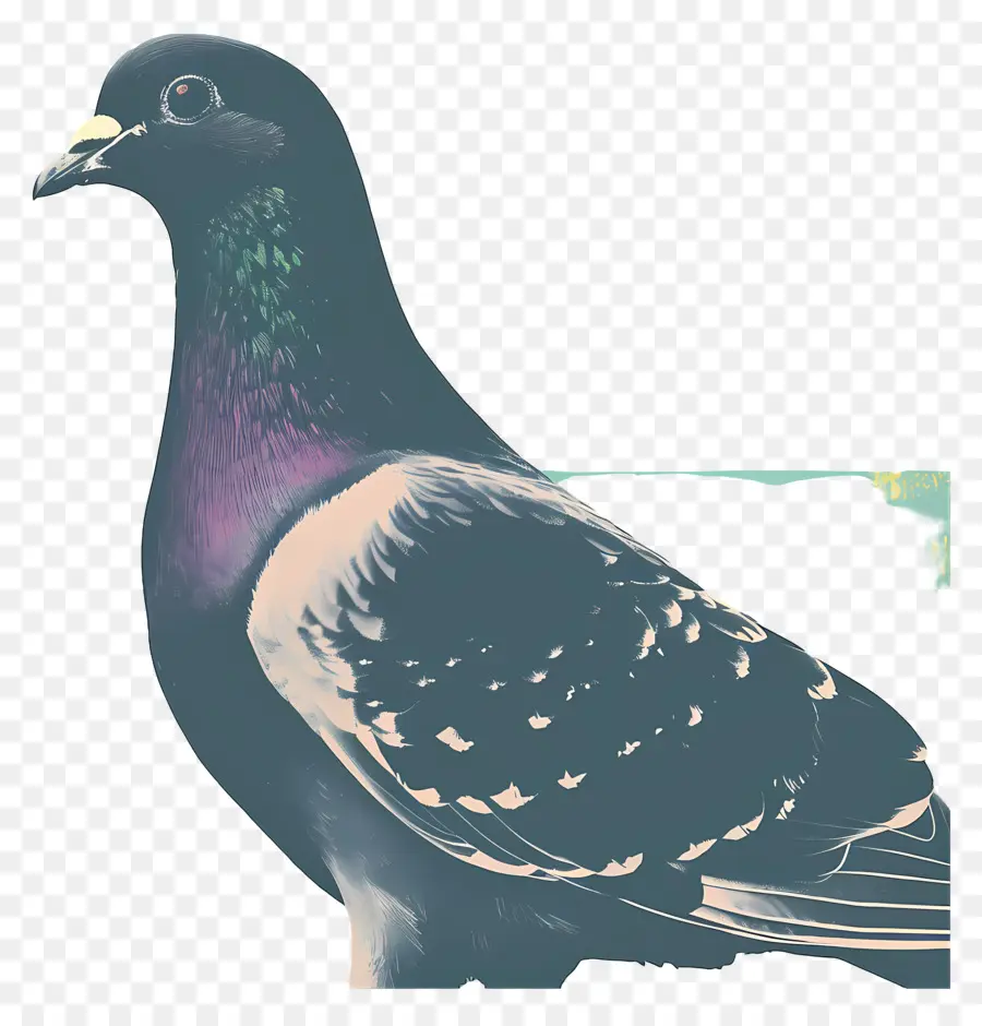 Paloma，Aves PNG