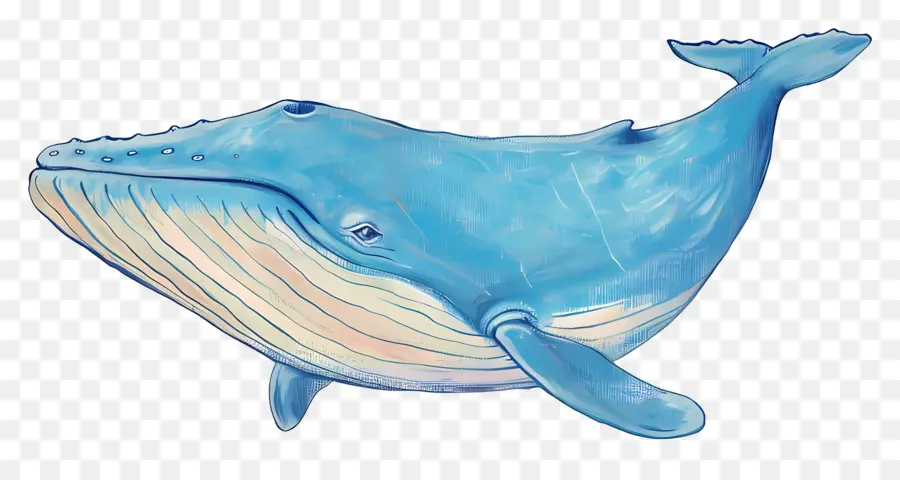 La Ballena Azul，La Vida Marina PNG