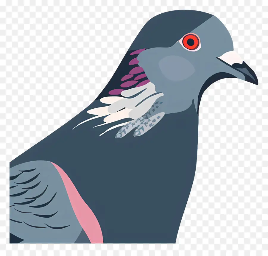 Paloma，Aves PNG