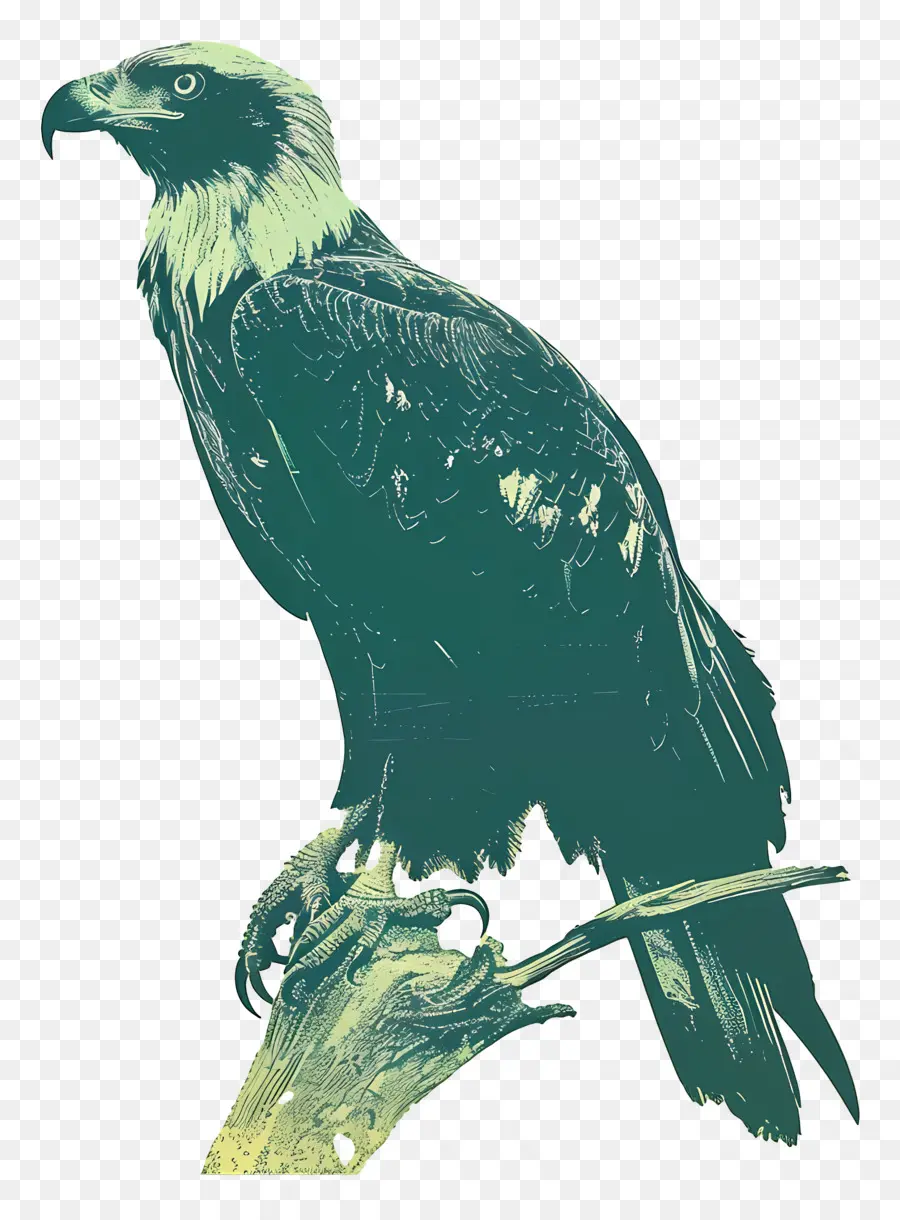 águila，Águila PNG