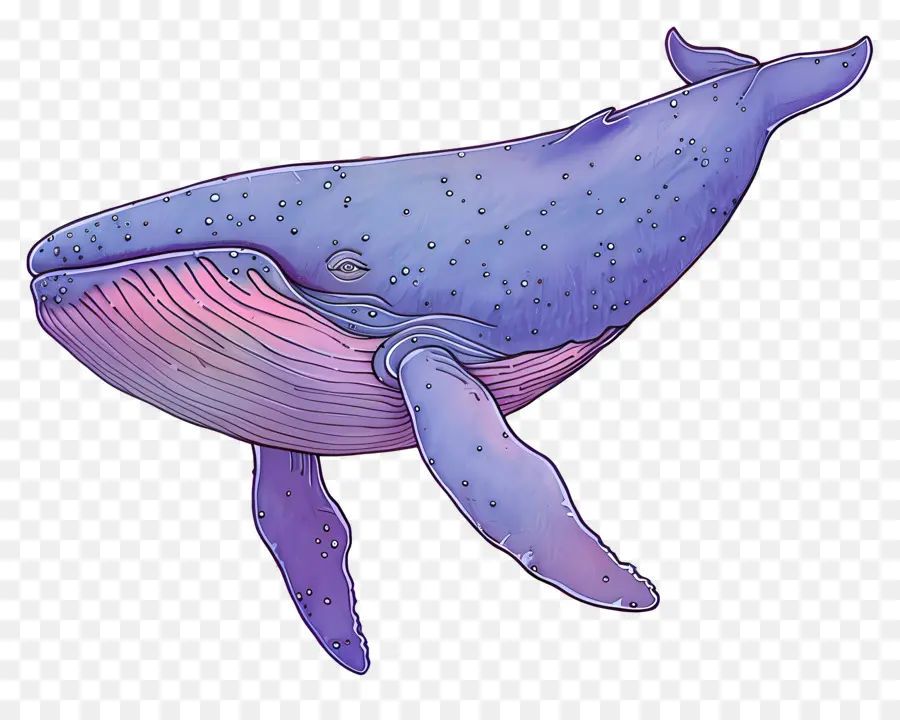 Ballena Azul，Ballena PNG