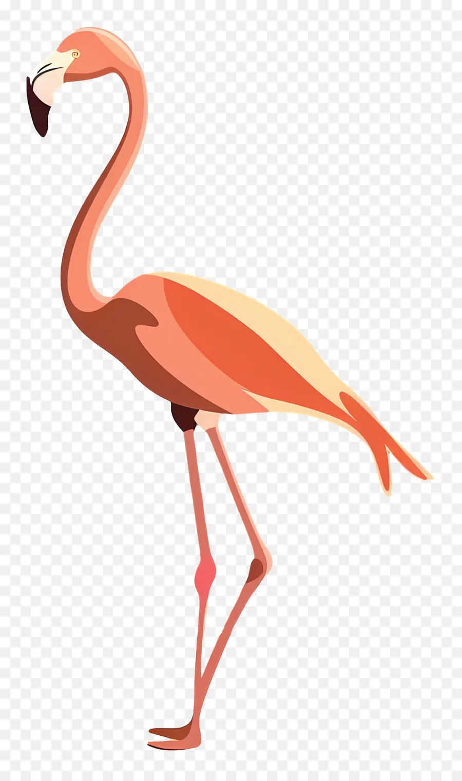 Flamingo，Aves PNG