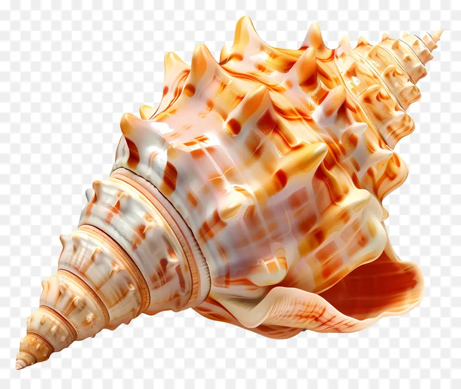 Concha，Concha Decorativa PNG