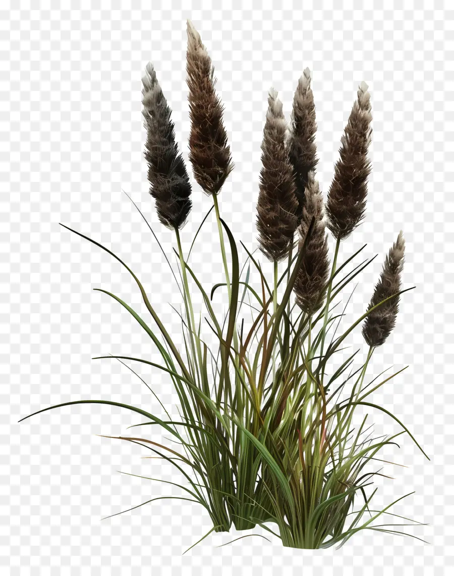 Reed，Plantas Moribundas PNG