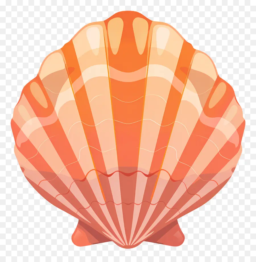 Concha，Shell PNG