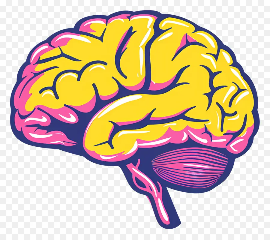 Cerebro，El Cerebro Humano PNG