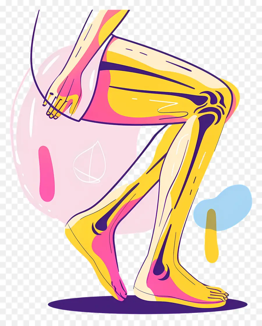 Dolor De Rodilla，Anatomía De La Pierna PNG