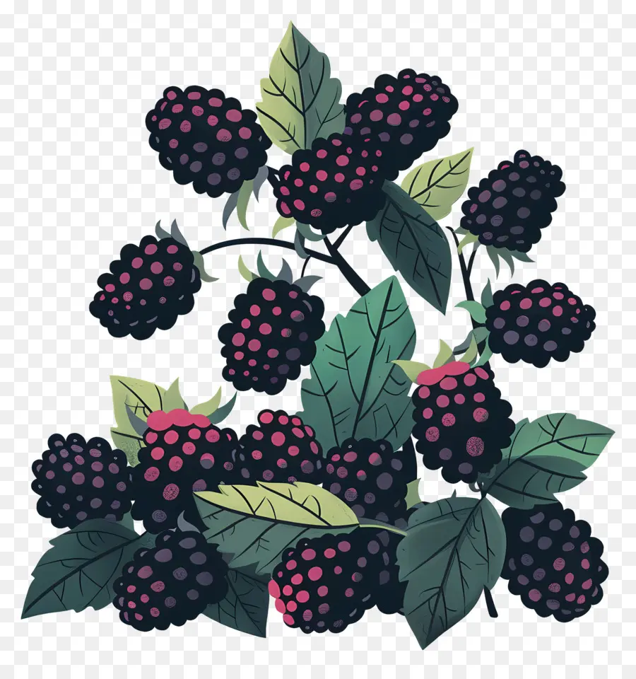 Moras，Fruta Fresca PNG