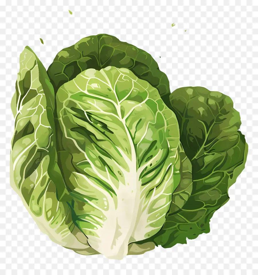 Lechuga，Ensalada PNG