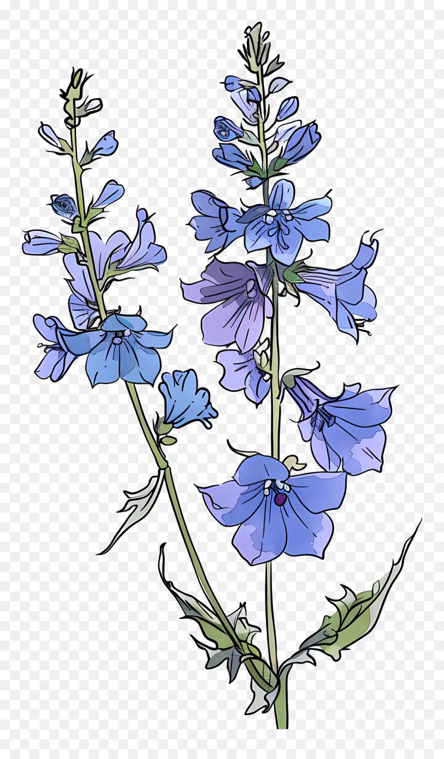 Larkspur，Flor Azul PNG