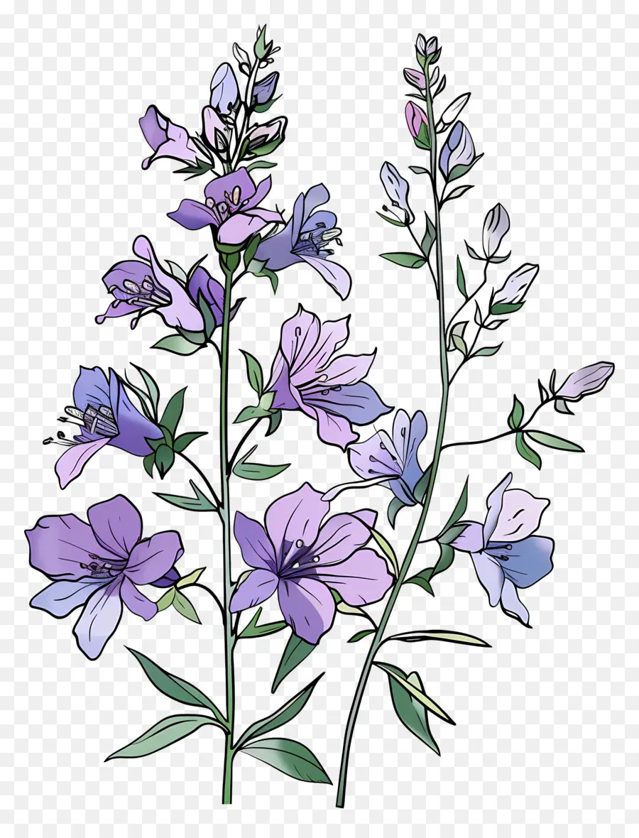 Larkspur，Azul Y Blanco Flores PNG