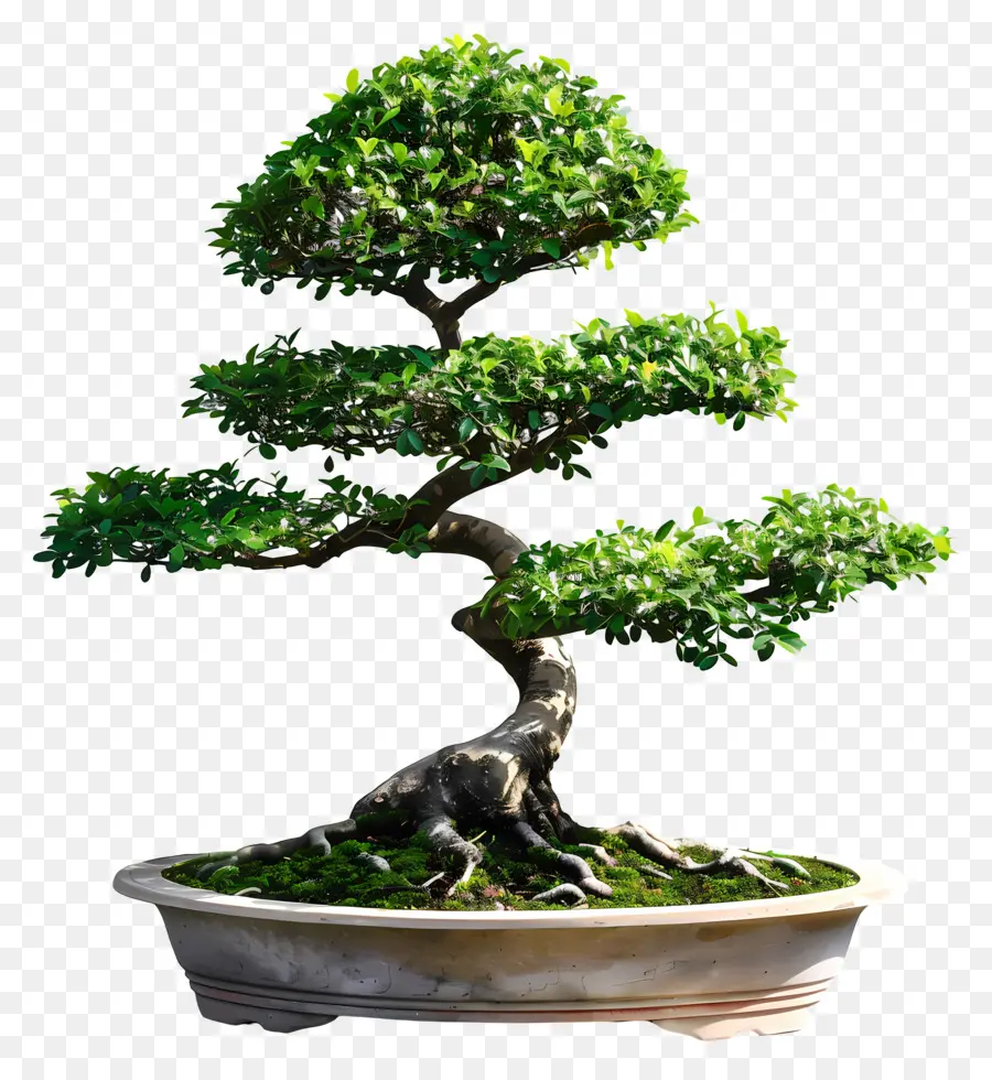 Planta De Bonsai，Bote De árbol PNG