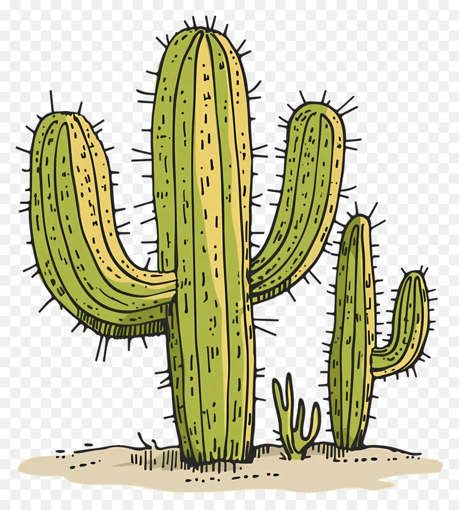 Cactus Del Desierto，Cactus PNG