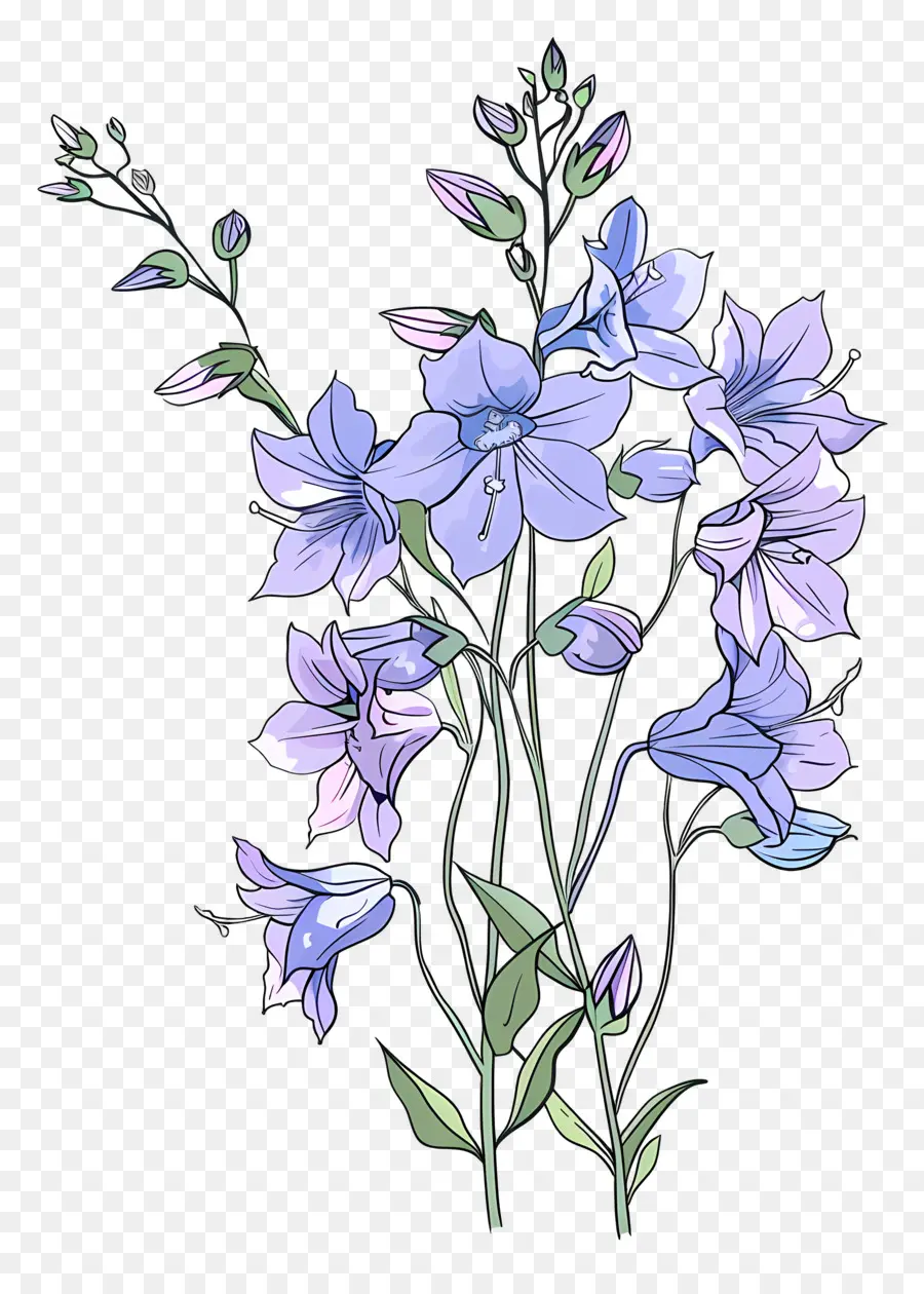 Larkspur，Flor Azul PNG