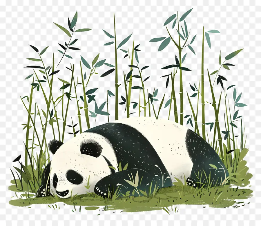 Panda Durmiendo，Panda PNG