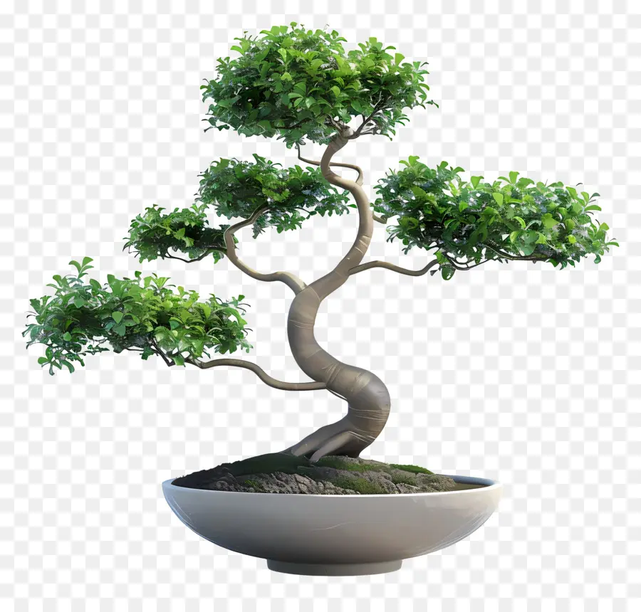 Planta De Bonsai，Bote De árbol PNG