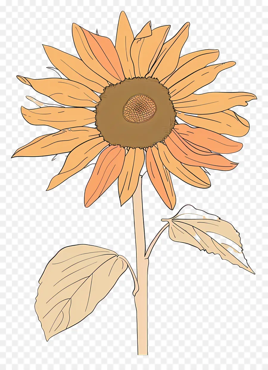 Girasol，Amarillo PNG