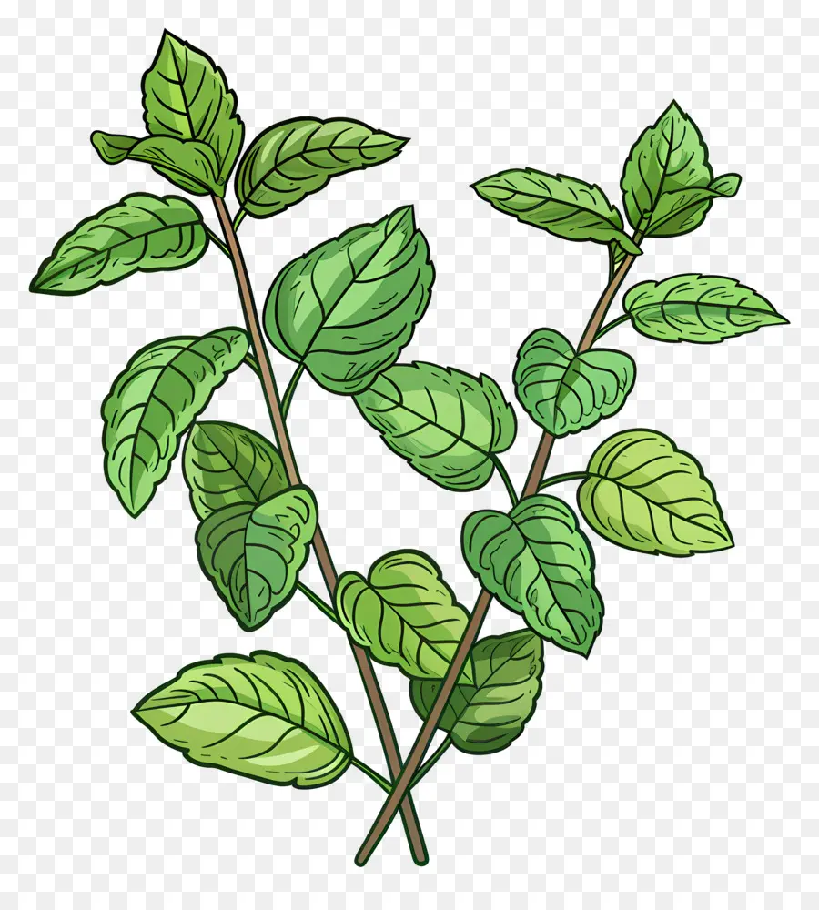 Hojas De Menta，Ilustración En Blanco Y Negro PNG