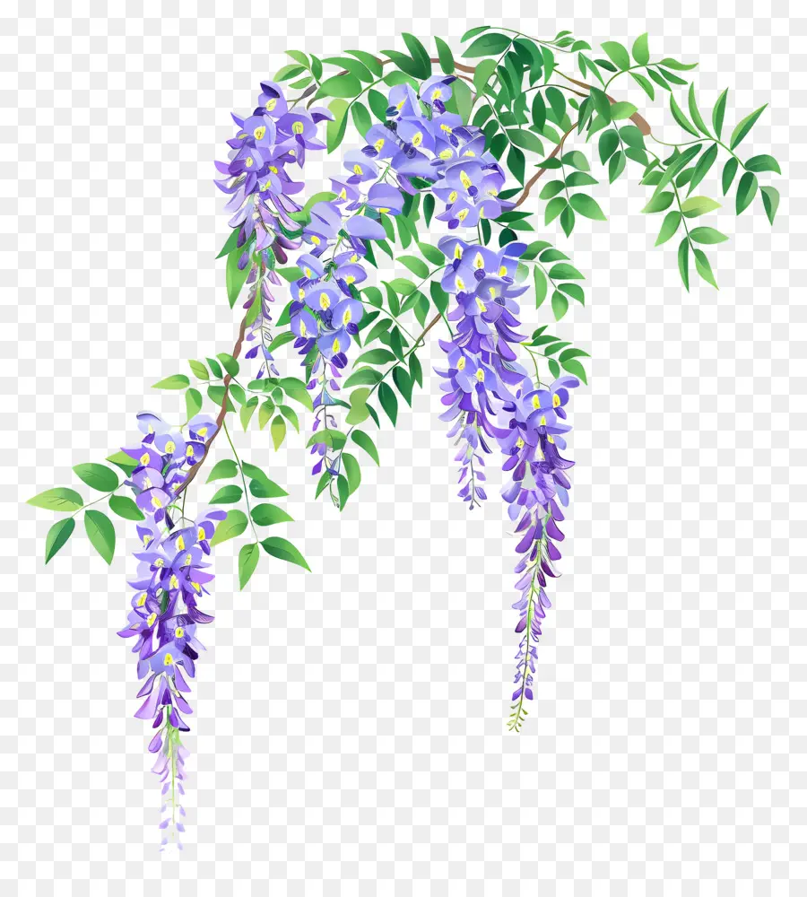 Vina De Glicinia，Wisteria árbol PNG