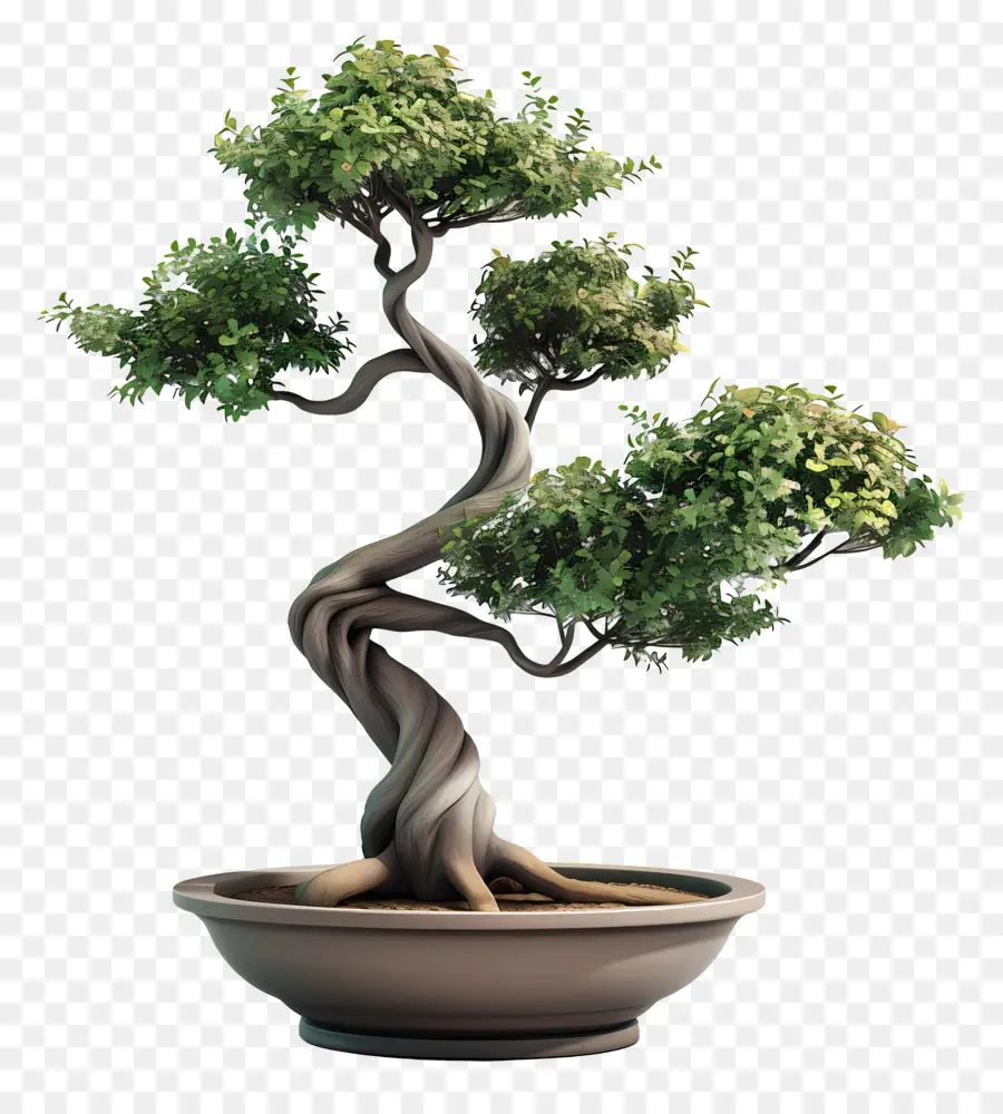 Planta De Bonsai，Bote De árbol PNG