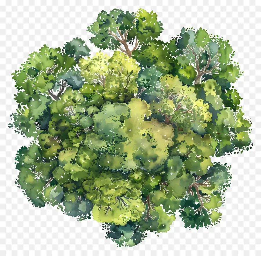 Vista Superior De árbol De Paisaje，Árbol PNG