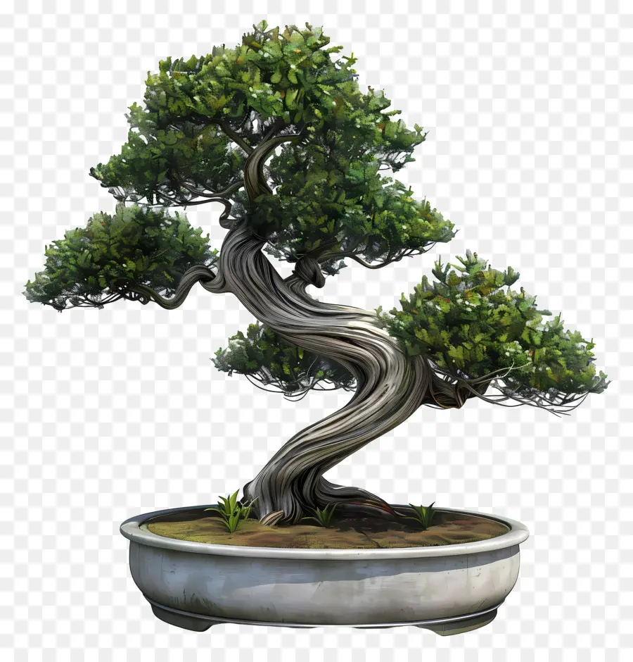 Planta De Bonsai，Bote De árbol PNG