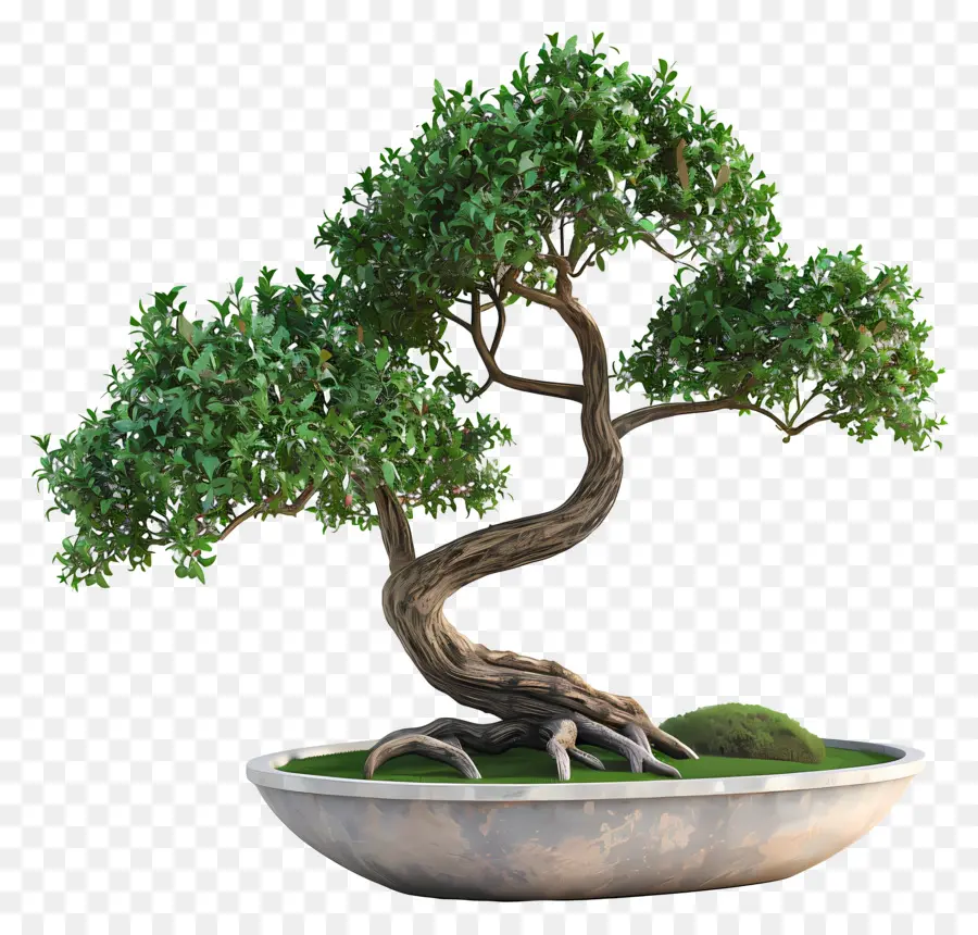 Planta De Bonsai，Bote De árbol PNG