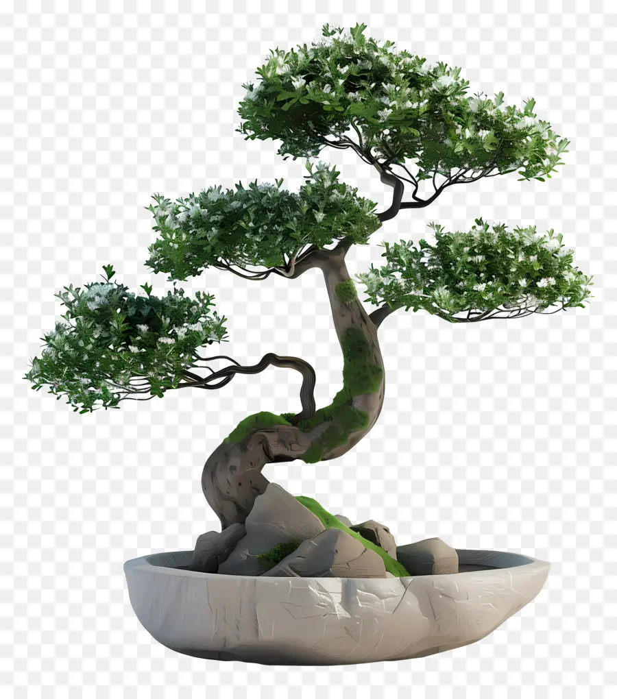 Planta De Bonsai，Bote De árbol PNG