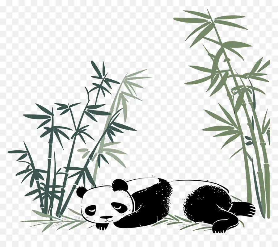 Panda Durmiendo，Panda PNG