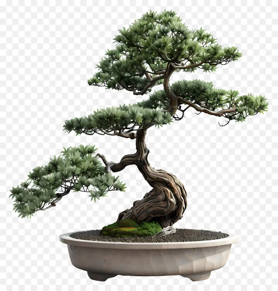 Planta De Bonsai，Bote De árbol PNG