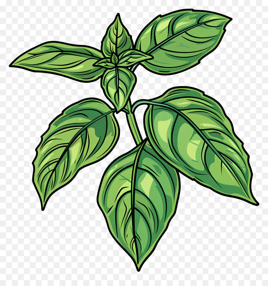 Hojas De Albahaca，De Dibujos Animados De La Planta PNG