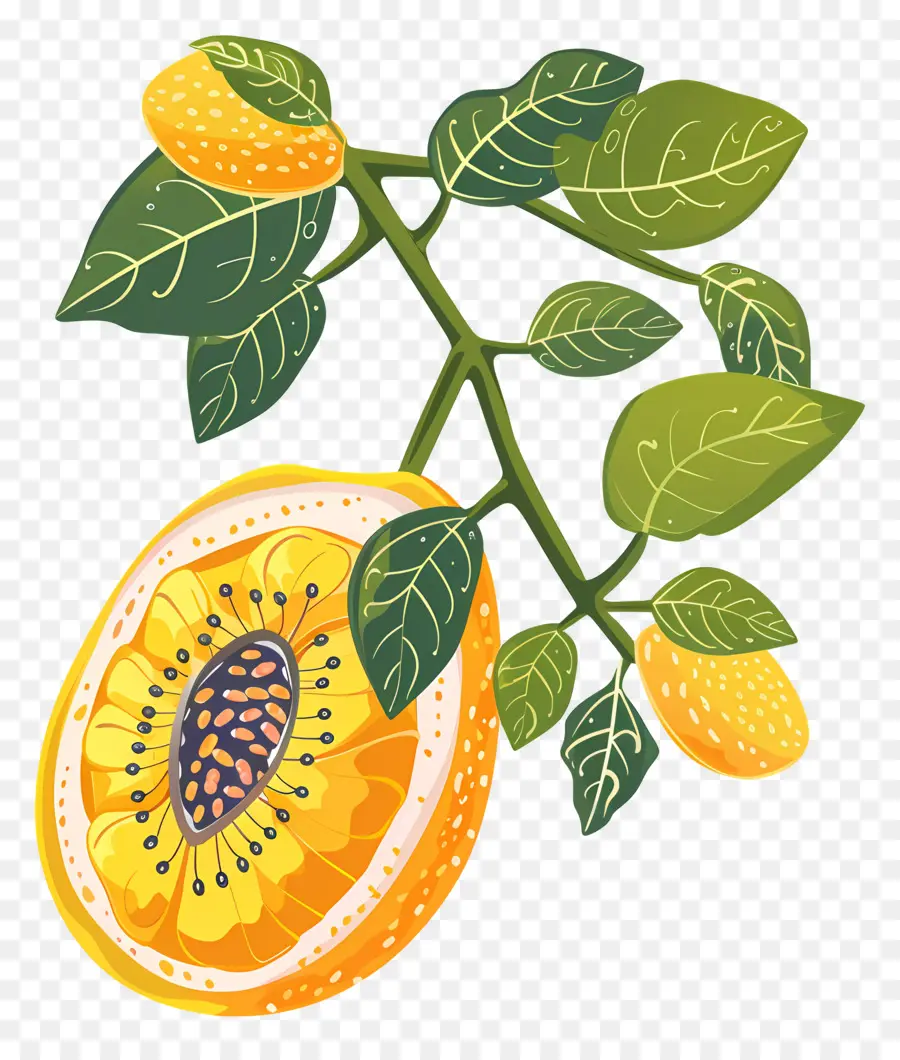 La Fruta，La Papaya PNG