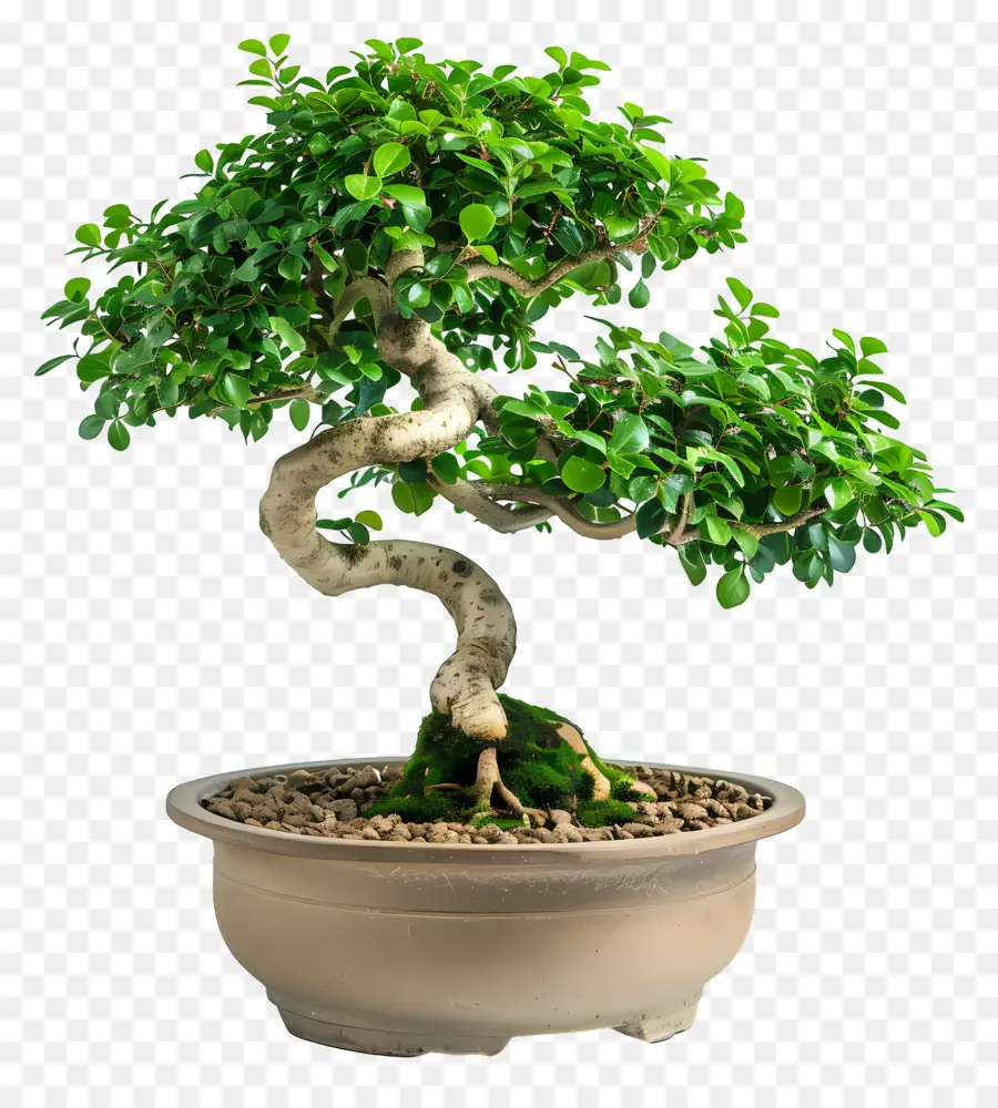 Planta Bonsái，Árbol Bonsái PNG