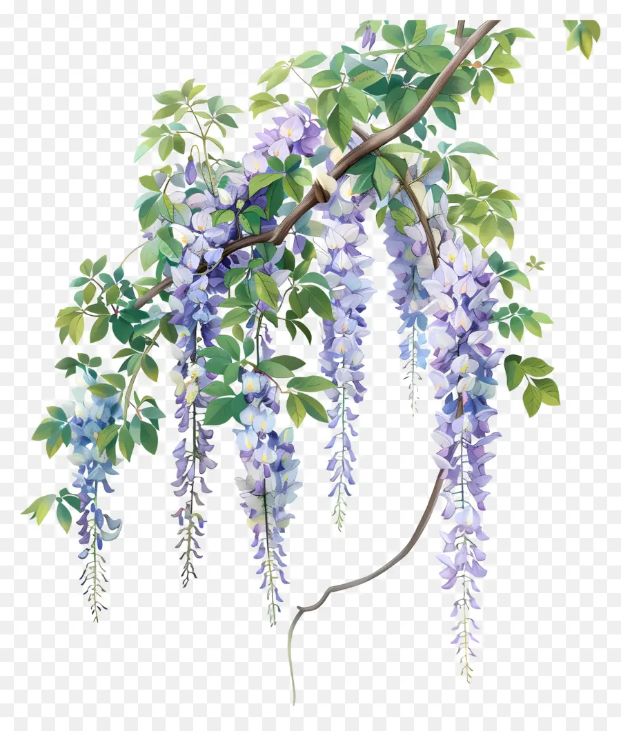 Vina De Glicinia，Wisteria PNG