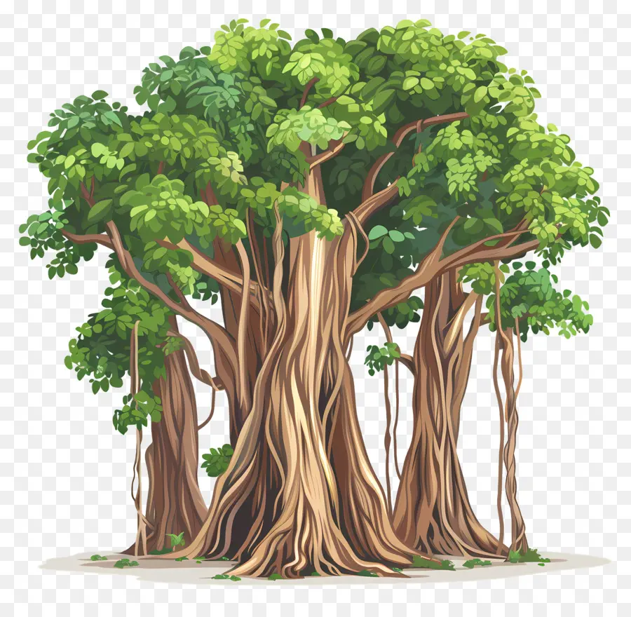 Banyan Tree，Los árboles PNG