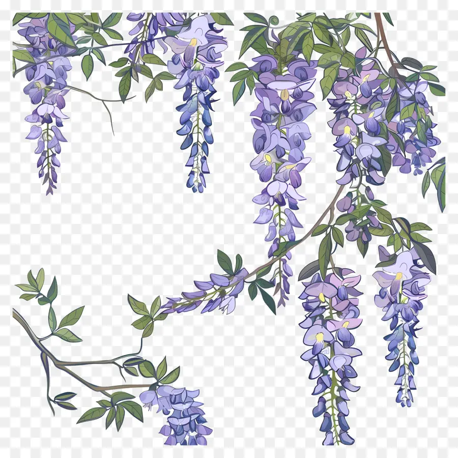 Vina De Glicinia，Púrpura De Wisteria PNG