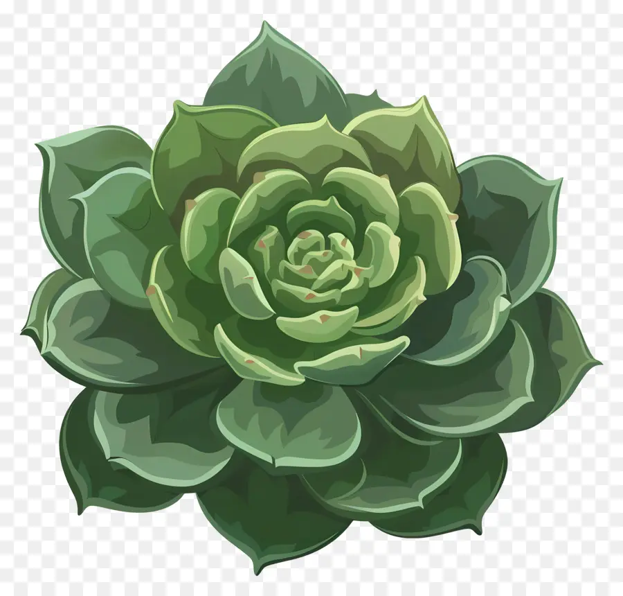 Las Plantas Suculentas，Planta Suculenta PNG