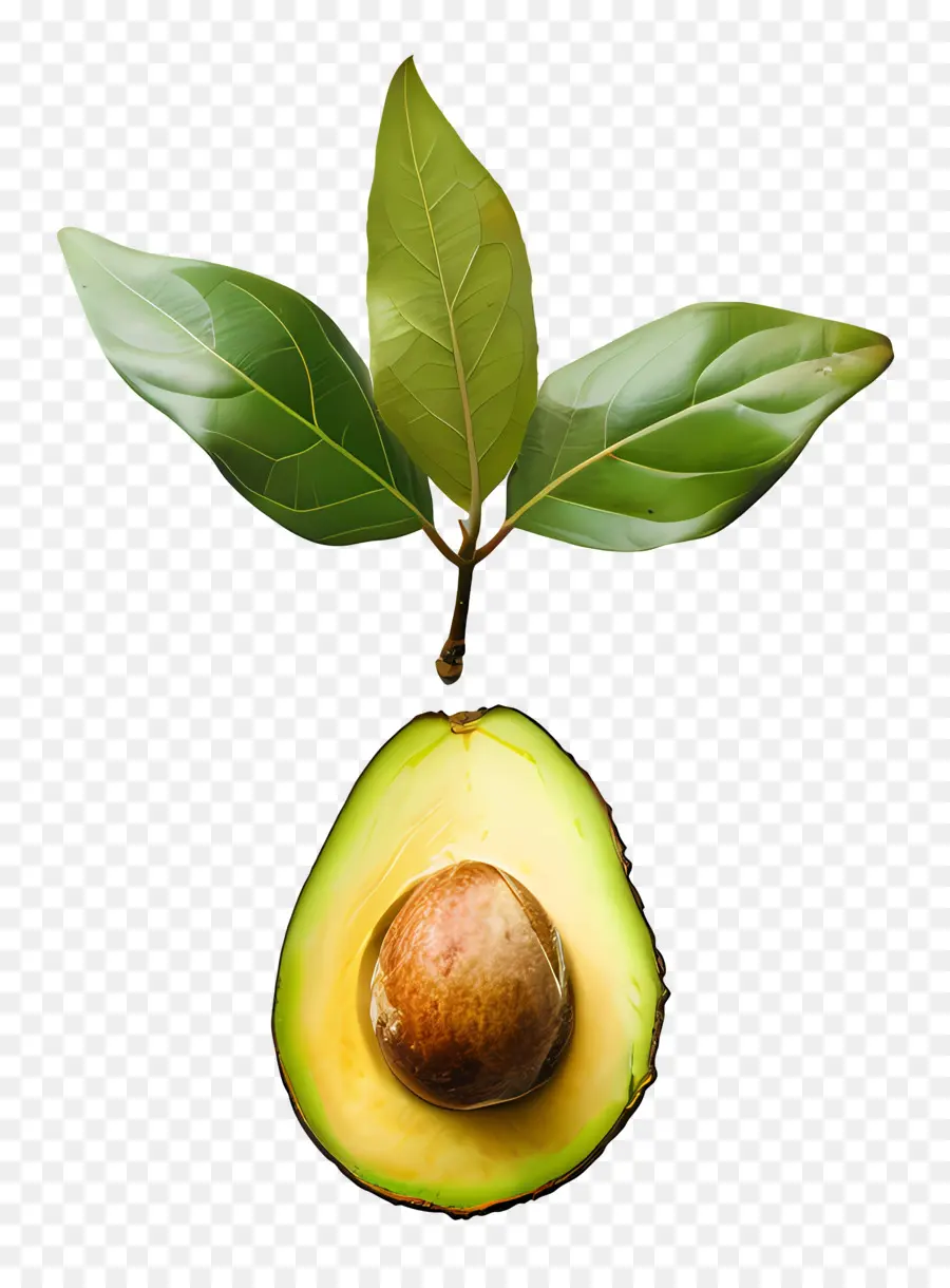 Aguacate，La Fruta PNG