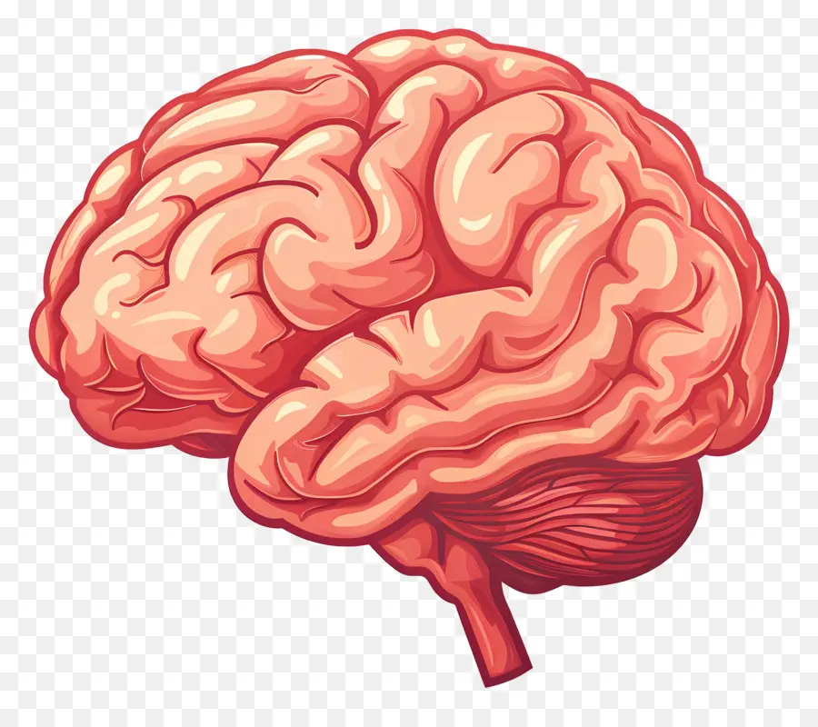 Cerebro，El Cerebro Humano PNG