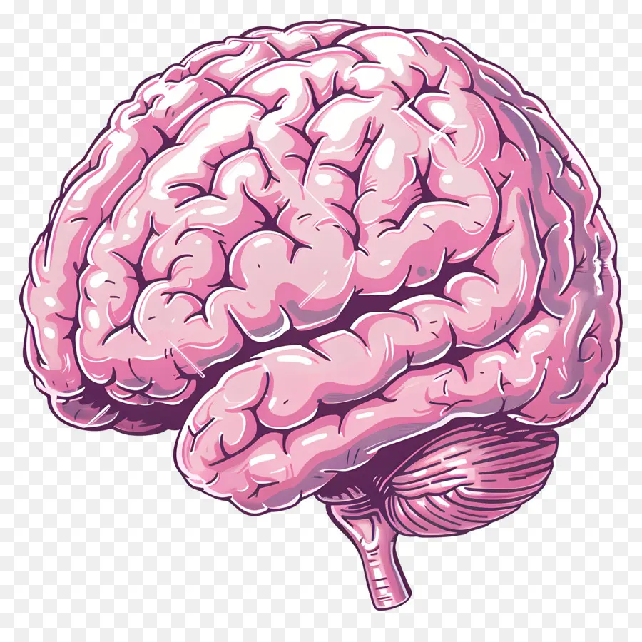 Cerebro，El Cerebro Humano PNG