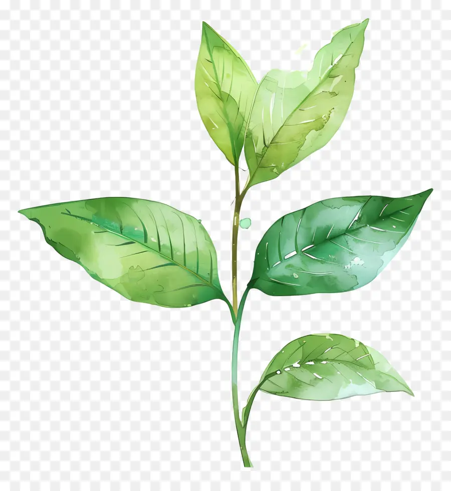 Verde Hoja，Pintura A La Acuarela PNG