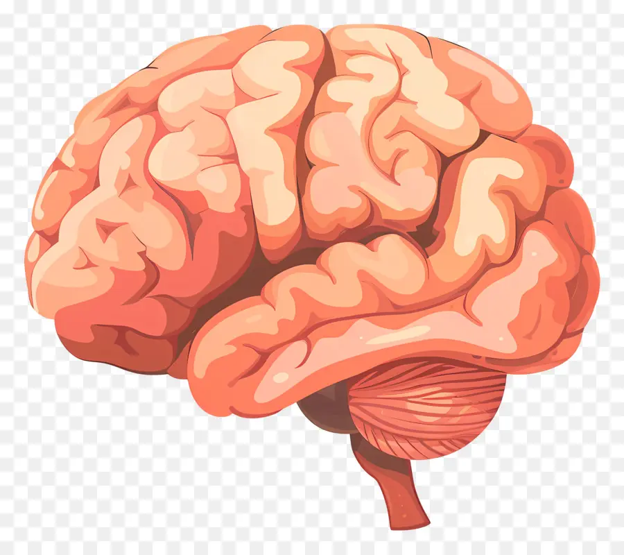 Cerebro，El Cerebro Humano PNG