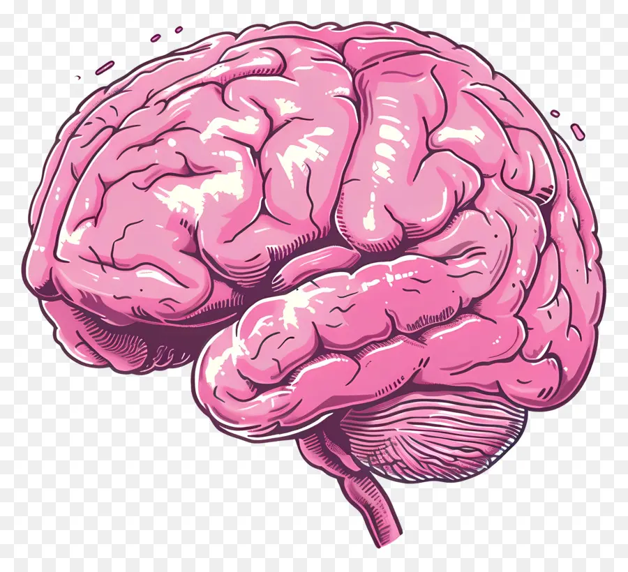 Cerebro，Rosa PNG